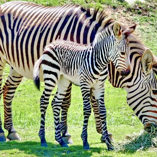 条纹斑马头像图片第1张