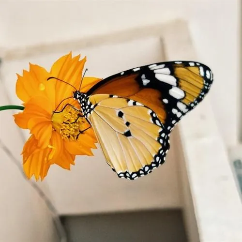 漂亮的花间精灵蝴蝶QQ微信头像图片第1张