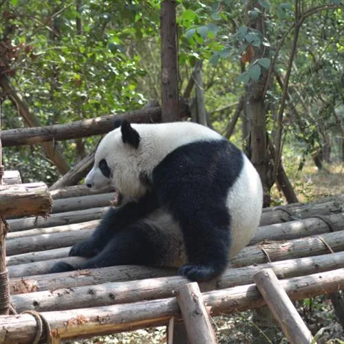 真实熊猫头像可爱第1张