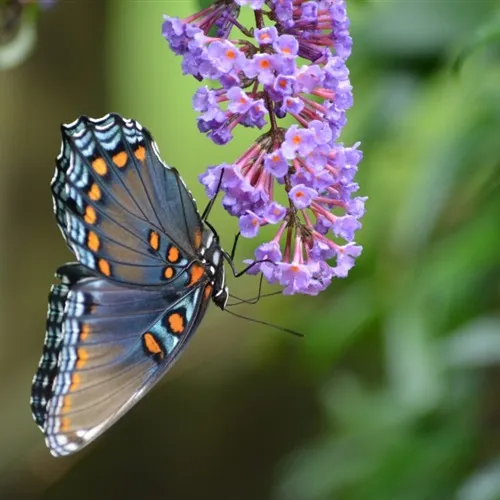 好看漂亮的蝴蝶图片头像图片第1张