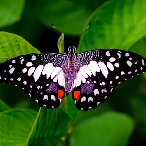 带有蝴蝶的微信头像第1张