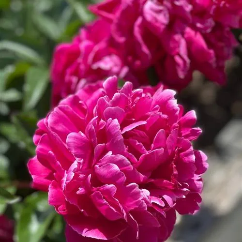 女人最适合的微信头像图片第1张