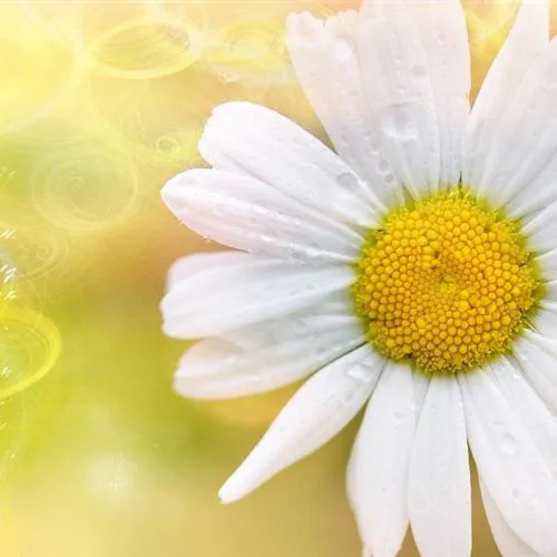 清新脱俗的微信头像花第1张