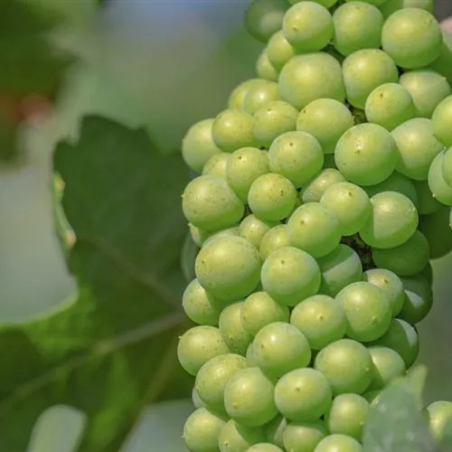 2021最流行微信头像水果来了第1张