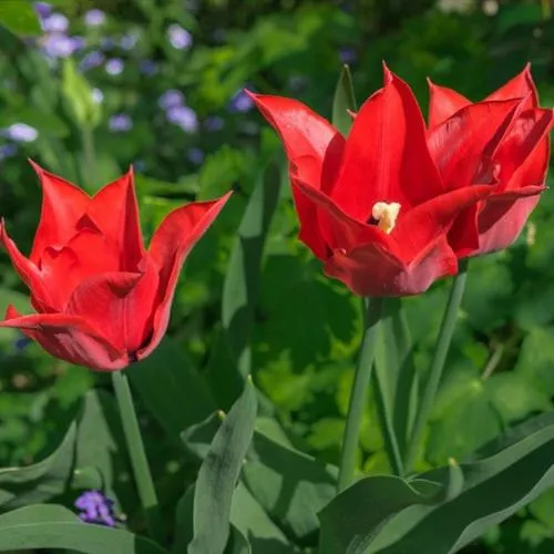 千娇百媚的郁金香图片微信头像花朵唯美好看的第1张