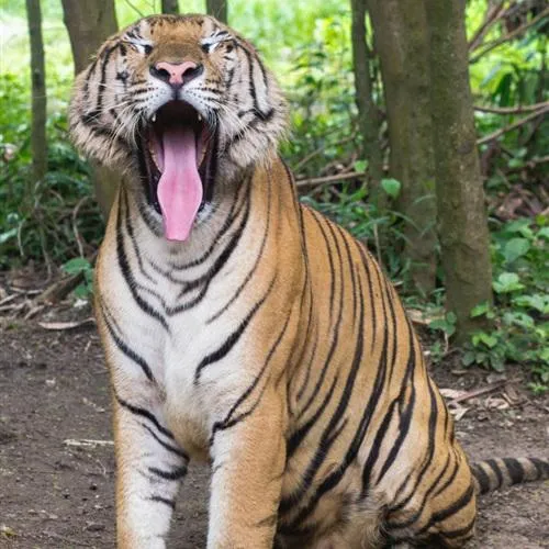 微信头像动物老虎第1张