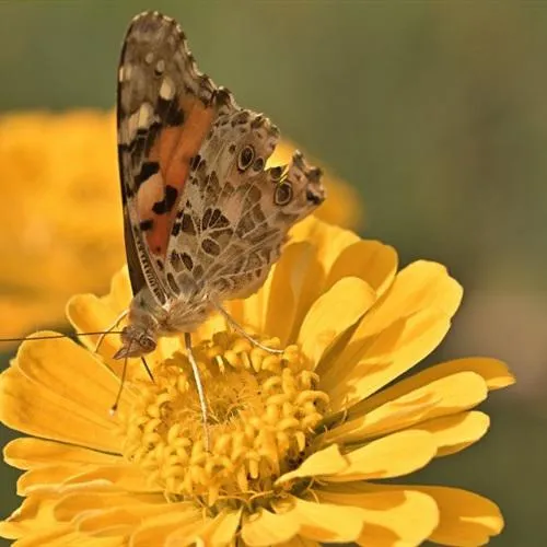 带来好运的花朵头像第1张