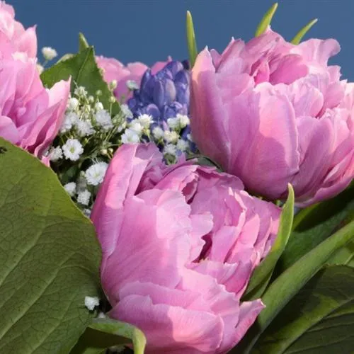 娇美知性好看的郁金香微信头像精美图片第1张