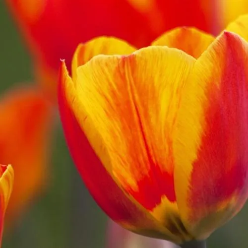 迷人的鲜花做头像非常不错第1张