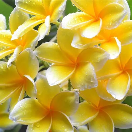 清新淡雅的微信头像第1张