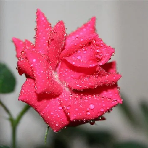 唯美小清新淡雅头像第1张