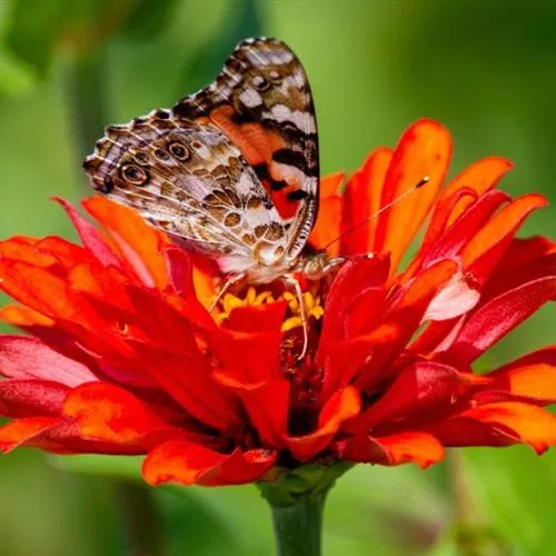 蝴蝶的微信头像第1张