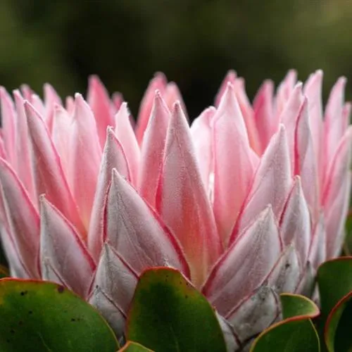 高雅花朵微信头像第1张